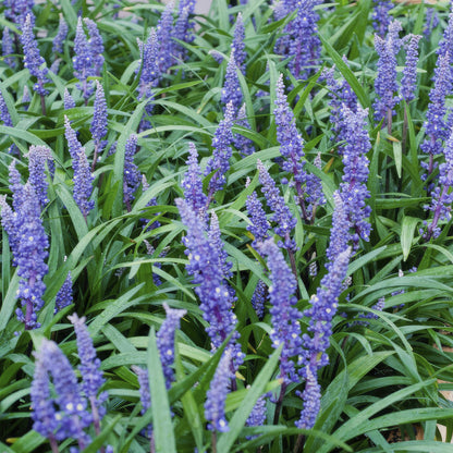 Lilientraube Liriope muscari 'Big Blue' – ↕10-25cm – Ø9cm – 6 Pflanzen – Immergrün, Lila Blüten, Bodendecker, Pflegeleicht, Halbschatten 