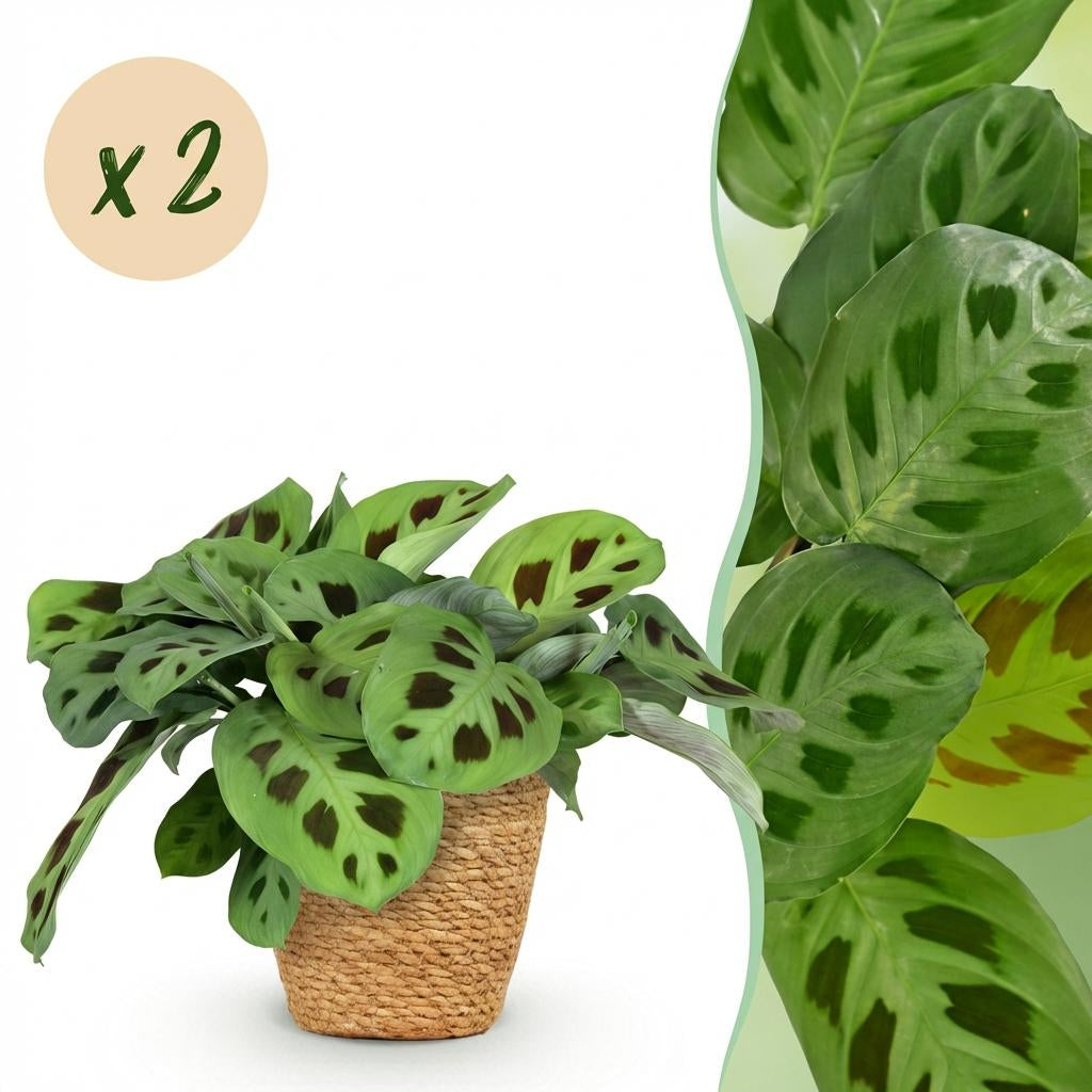 Green boutiQ - Zimmerpflanze - Maranta Fascinator Kerchoveana - Zebrapflanze - Haustierfreundliche Pflanze - Grün - 2 Pflanzen - mit Korb - Topf 12cm - Höhe 25cm 