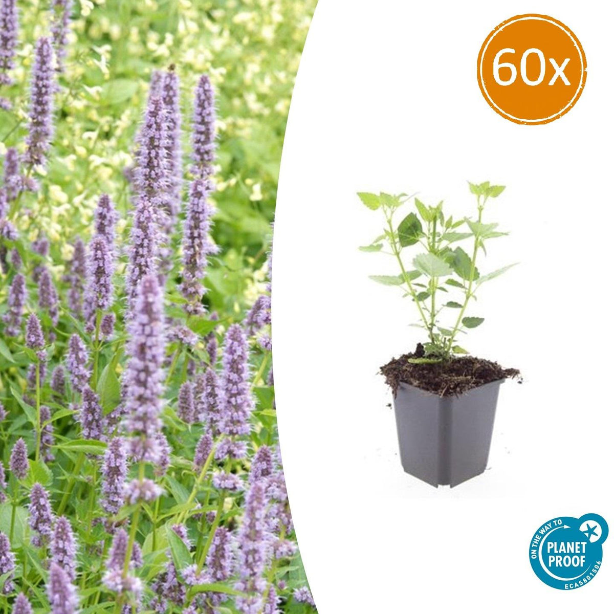Asiatische Duftnessel Agastache 'Blue Fortune' – ↕10-25cm – Ø9cm – 60 Pflanzen – Lavendelblau – Schmetterlingsfreundlich – Sommerblüte – Pflegeleicht 