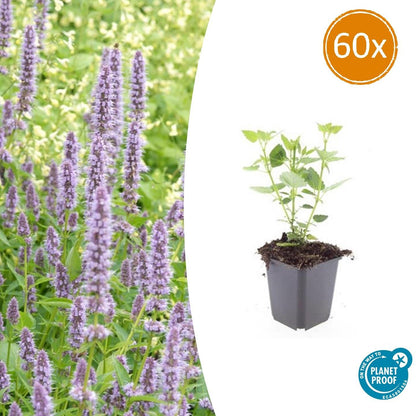 Asiatische Duftnessel Agastache 'Blue Fortune' – ↕10-25cm – Ø9cm – 60 Pflanzen – Lavendelblau – Schmetterlingsfreundlich – Sommerblüte – Pflegeleicht 