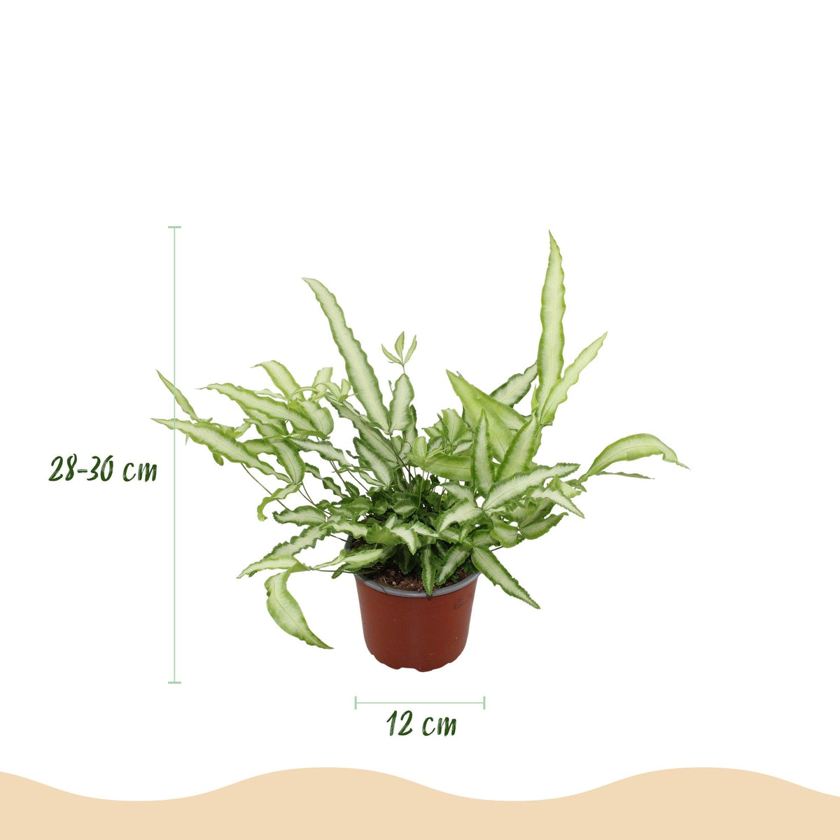 Green boutiQ - Zimmerpflanze - Pteris cretica Albolineata - Schwertfarn - Haustierfreundliche Pflanze - Grün - 1 Pflanze - mit Korb - Topf 12cm - Höhe 20cm 