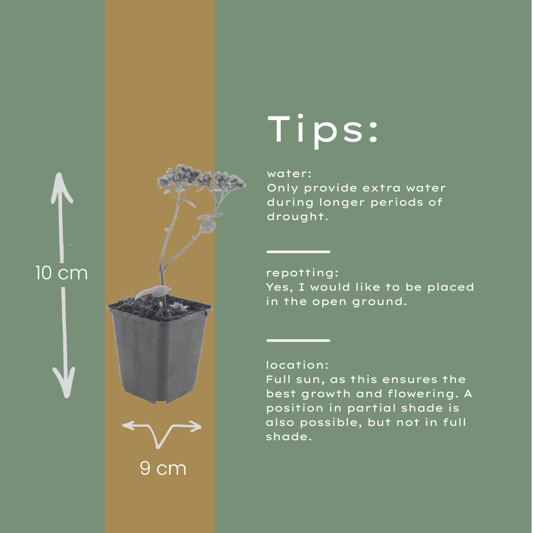 Sedum Matrona – 6 Pflanzen – Ø9cm – Höhe 10-25cm – Winterharte Fetthenne – Dunkelrosa Blüten – Trockenheitsresistent für Beet, Steingarten & Dachbegrünung - Oasis of Life
