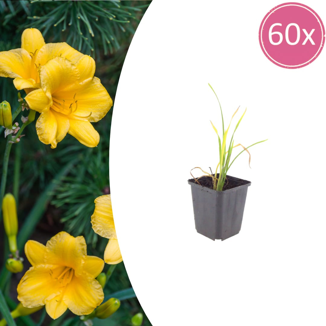 Hemerocallis Stella de Oro Ø9cm 60 Stück