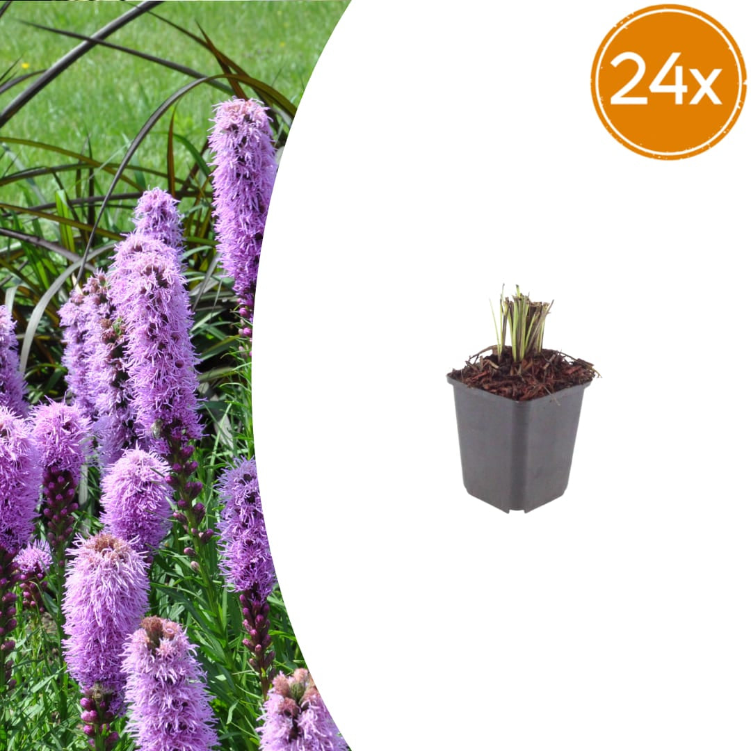Liatris spicata Prachtscharte Sommerblühende Staude für Beet Ø9cm 24 Stück