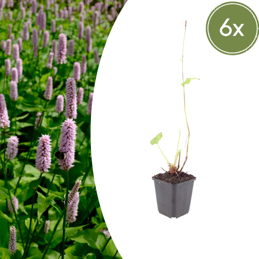 Persicaria affinis Superba Winterharte Staude Ø9cm 6 Stück