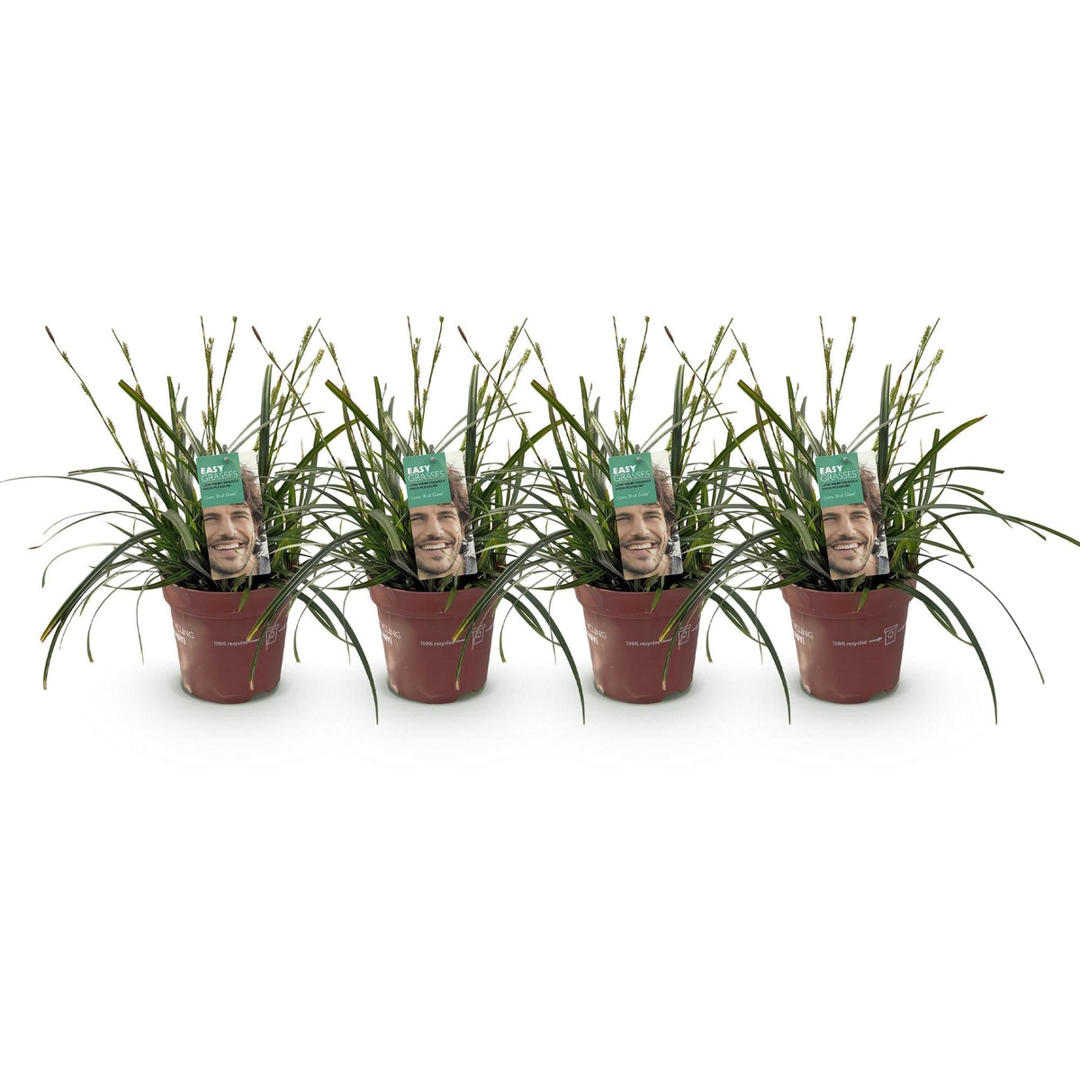 Japansegge – Carex oshimensis Intense Green – Ziergras – 4 Pflanzen – Immergrün – Pflegeleicht – Für Beet & Topf – Ø17 cm – Höhe ca. 50 cm 