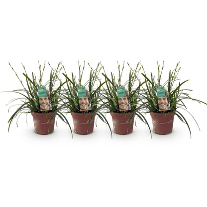 Japansegge – Carex oshimensis Intense Green – Ziergras – 4 Pflanzen – Immergrün – Pflegeleicht – Für Beet & Topf – Ø17 cm – Höhe ca. 50 cm 