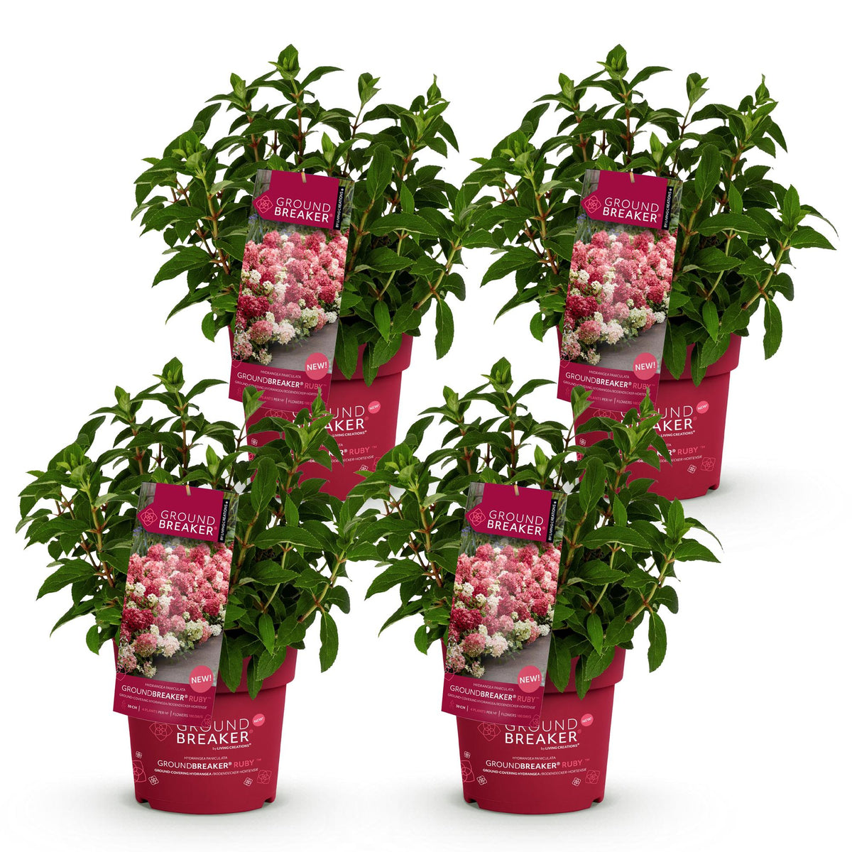 Green boutiQ - Gartenpflanze - Hydrangea panniculata Groundbreaker Ruby - Rispenhortensie - Winterhart - Rot - 4 Pflanzen - Topf 14cm - Höhe 20-25cm 