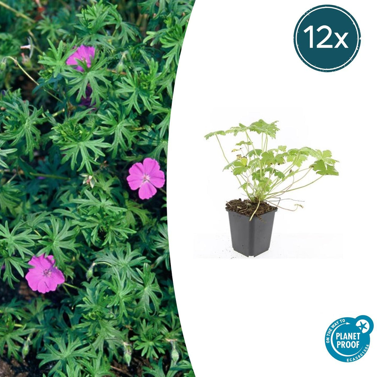 Blut-Storchschnabel Geranium 'Tiny Monster' – ↕10-25cm – Ø9cm – 12 Pflanzen – Kompakte, sommerblühende Staude für Beet, Kübel & Bodendecker – Pflegeleicht & robust 