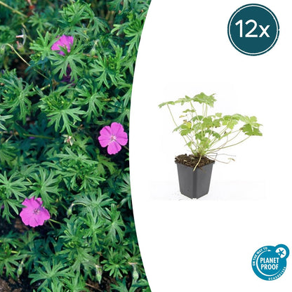 Blut-Storchschnabel Geranium 'Tiny Monster' – ↕10-25cm – Ø9cm – 12 Pflanzen – Kompakte, sommerblühende Staude für Beet, Kübel & Bodendecker – Pflegeleicht & robust 