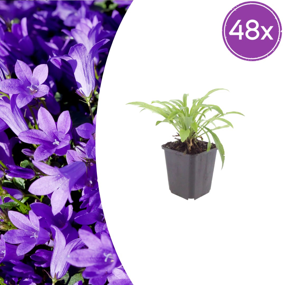 Pfirsichblättrige Glockenblume Campanula persicifolia ‘Coerulea’ – 48 Pflanzen – 10-25cm – Ø9cm – Blaue Staude für sonnige Beete & Halbschatten - Oasis of Life