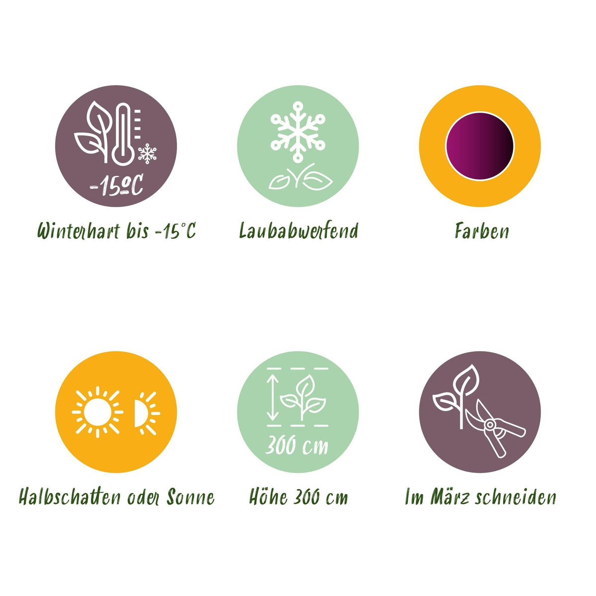 Japanischer Ahorn Acer palmatum 'Trompenburg' – Dunkel Lila – Balkon- & Gartenpflanze – Ø19 cm – Ca. 70 cm hoch – Edler Fächerahorn mit faszinierendem Farbwechsel 