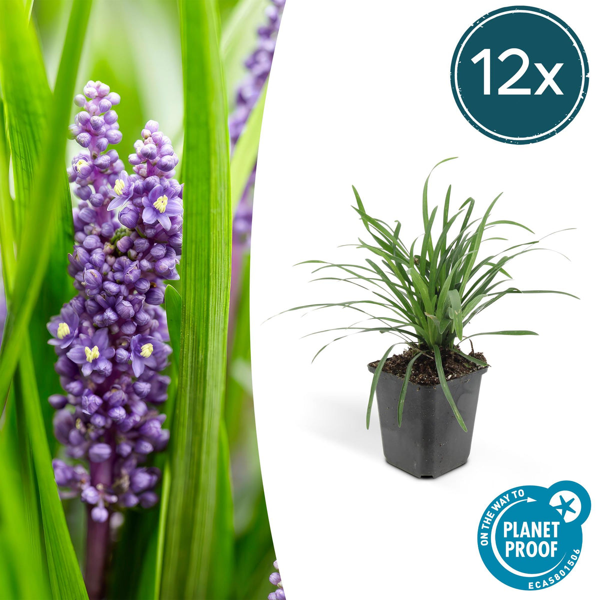 Lilientraube Liriope muscari 'Big Blue' – ↕10-25cm – Ø9cm – 12 Pflanzen – Immergrün, Lila Blüten, Bodendecker, Pflegeleicht, Halbschatten 