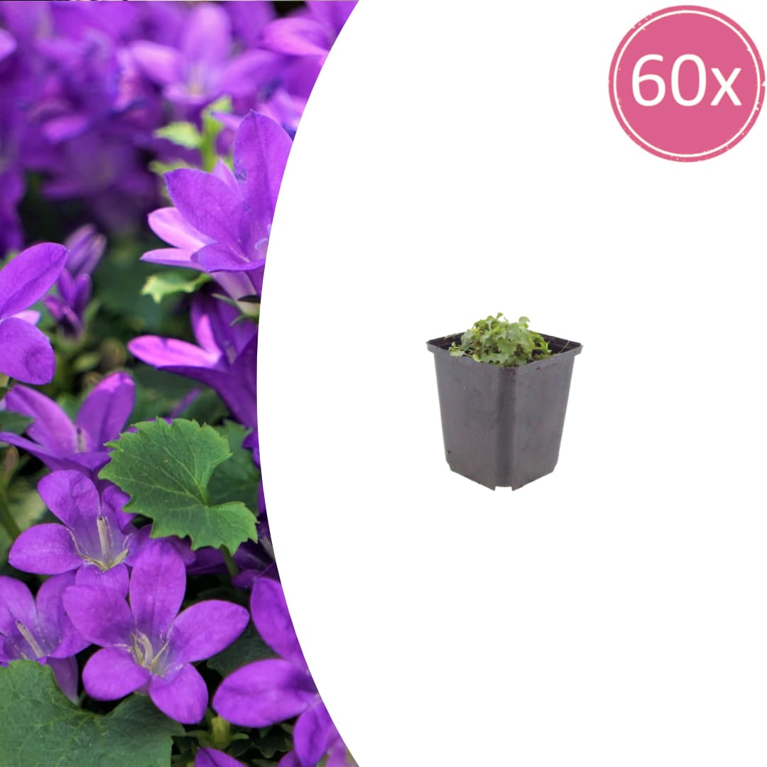 Campanula portenschlagiana Winterharte Bodendecker Staude Ø9cm 60 Stück
