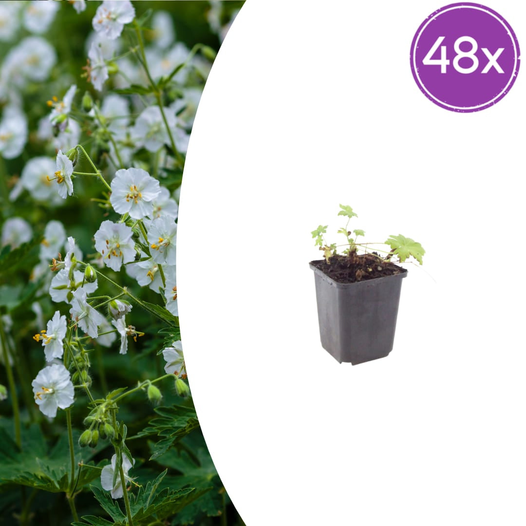 Geranium macrorrhizum White Ness Ø9cm 48 Stück