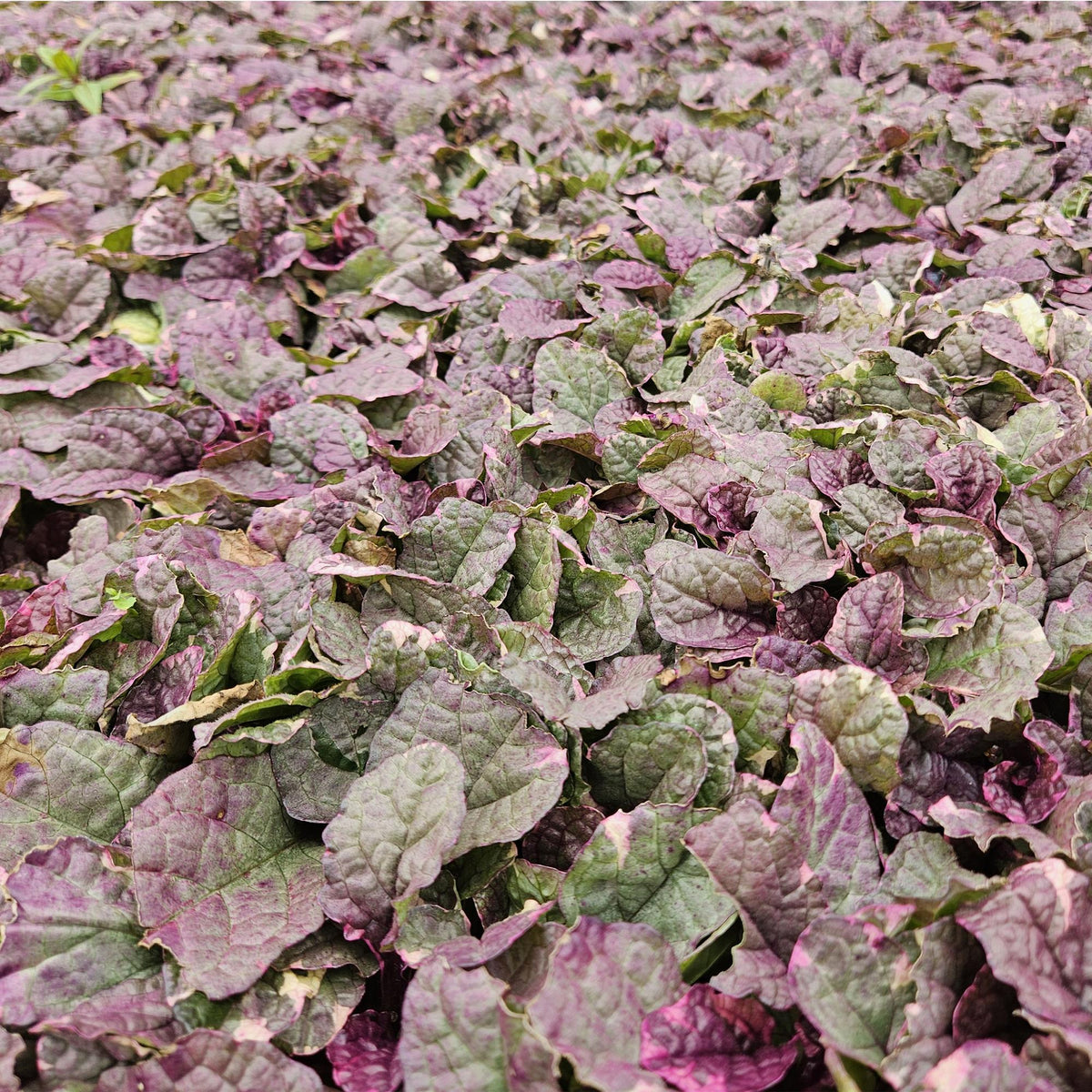 Kriechender Günsel Ajuga reptans 'Burgundy Glow' – ↕10-25cm – Ø9cm – 6 Pflanzen – Bodendecker – Halbschatten & Schatten – Pflegeleicht 