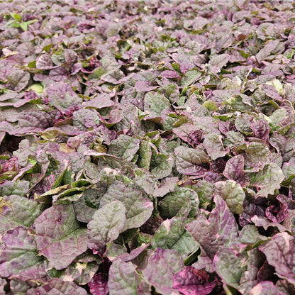 Kriechender Günsel Ajuga reptans 'Burgundy Glow' – ↕10-25cm – Ø9cm – 6 Pflanzen – Bodendecker – Halbschatten & Schatten – Pflegeleicht 