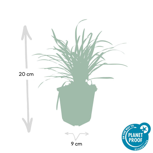 Lilientraube Liriope muscari 'Big Blue' – ↕10-25cm – Ø9cm – 6 Pflanzen – Immergrün, Lila Blüten, Bodendecker, Pflegeleicht, Halbschatten 