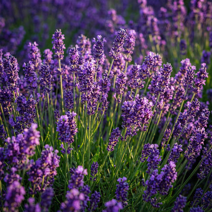 Green boutiQ - Gartenpflanze - Lavandula angustifolia Munstead - Lavendel - Winterhart - Lila - 3 Pflanzen - Topf 12cm - Höhe 15-25cm 