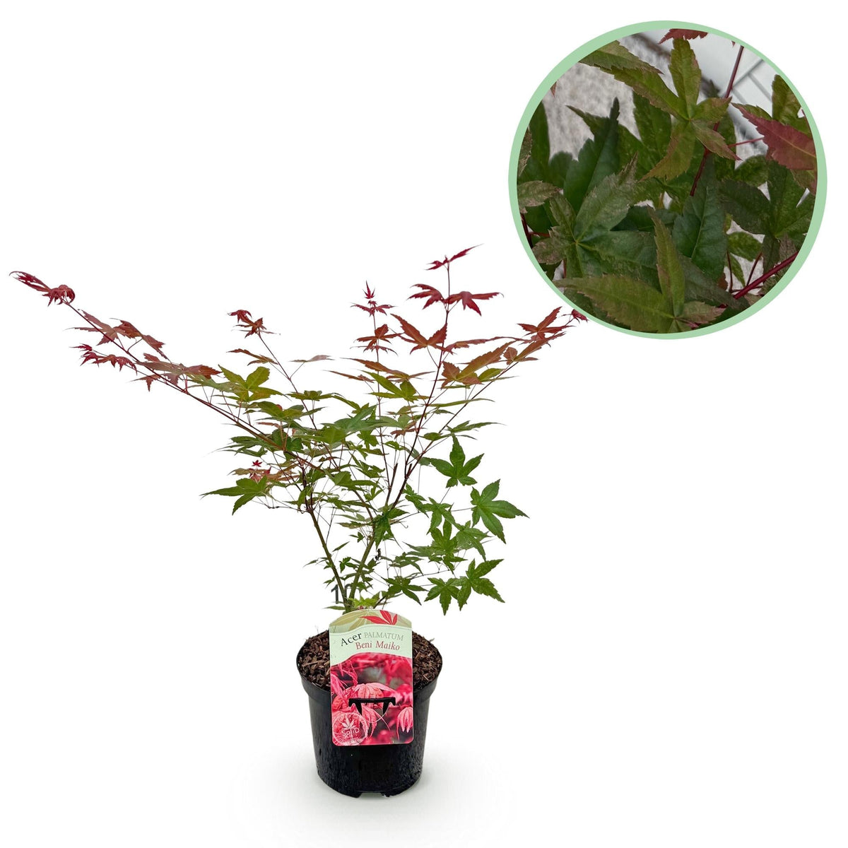 Japanischer Ahorn Acer palmatum Beni Maiko – Rote Balkonpflanze – Ø19cm – Höhe ca. 70cm – Kompakter Zierahorn für Beet & Terrasse 