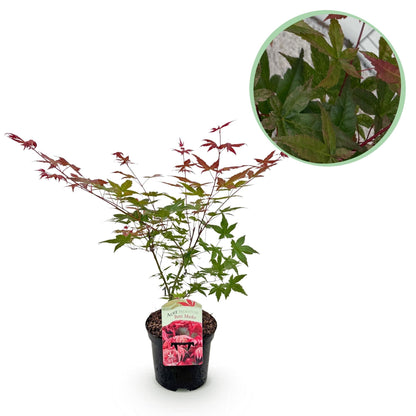 Japanischer Ahorn Acer palmatum Beni Maiko – Rote Balkonpflanze – Ø19cm – Höhe ca. 70cm – Kompakter Zierahorn für Beet & Terrasse 