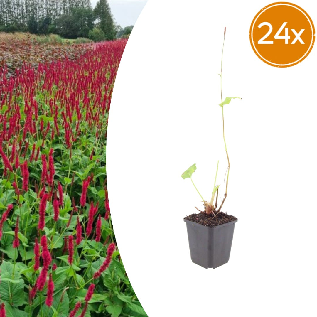 Persicaria amplexicaulis Blackfield Winterharte Staude Ø9cm 24 Stück