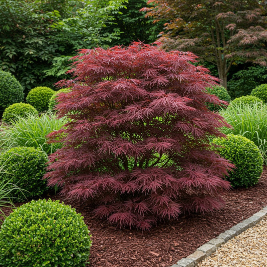Japanischer Ahorn Acer palmatum 'Sumi-nagashi' – Roter Zierahorn – Balkon- & Terrassenpflanze – Ø19 cm Topf – Ca. 70 cm hoch – Eleganter Fächerahorn mit glänzend dunkelrotem Laub 