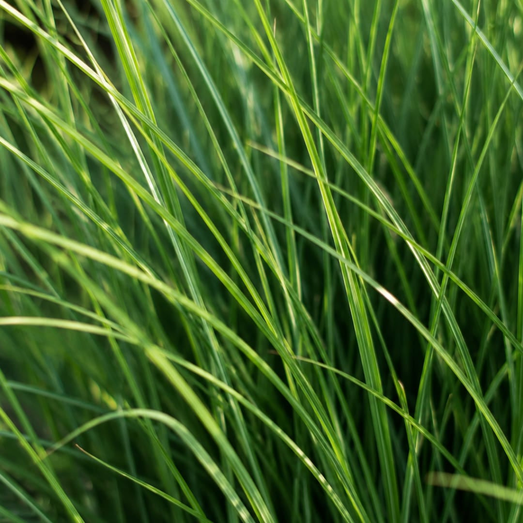 3x Rutenhirse Northwind Panicum virgatum Winterhartes aufrechtes Ziergras im 12cm Topf