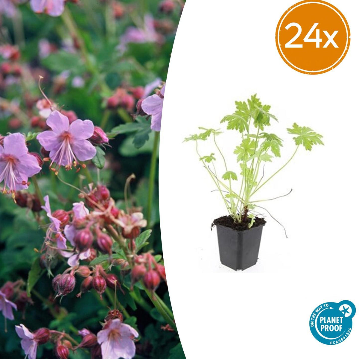 Geranium macrorrhizum – Bodendecker – 24 Pflanzen – Ø9cm – ↕10–25cm – Duftend & winterhart – Schnell wachsend – Für Schatten & Sonne 