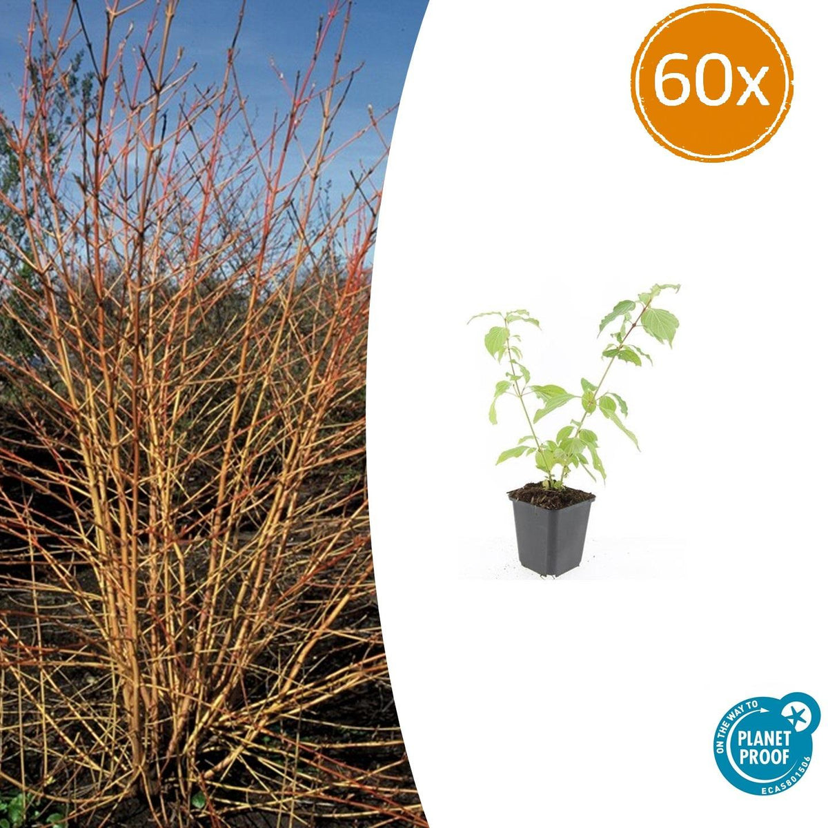Roter Hartriegel Cornus sanguinea 'Anny's Winter Orange' – ↕10-25cm – Ø9cm – 60 Pflanzen – Winterharter Strauch für Beete & Solitärpflanzung – Leuchtend orangefarbene Zweige 