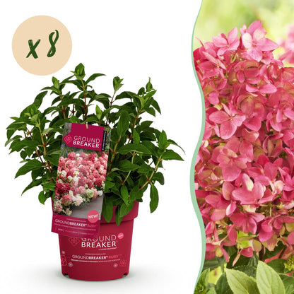 Green boutiQ - Gartenpflanze - Hydrangea panniculata Groundbreaker Ruby - Rispenhortensie - Winterhart - Rot - 8 Pflanzen - Topf 14cm - Höhe 20-25cm 