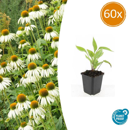 Scheinsonnenhut – Echinacea purpurea 'White Swan' – ↑10-25cm – Ø9cm – 60 Pflanzen – Weiße Blüten, pflegeleicht, bienenfreundlich, Sommerblüher 