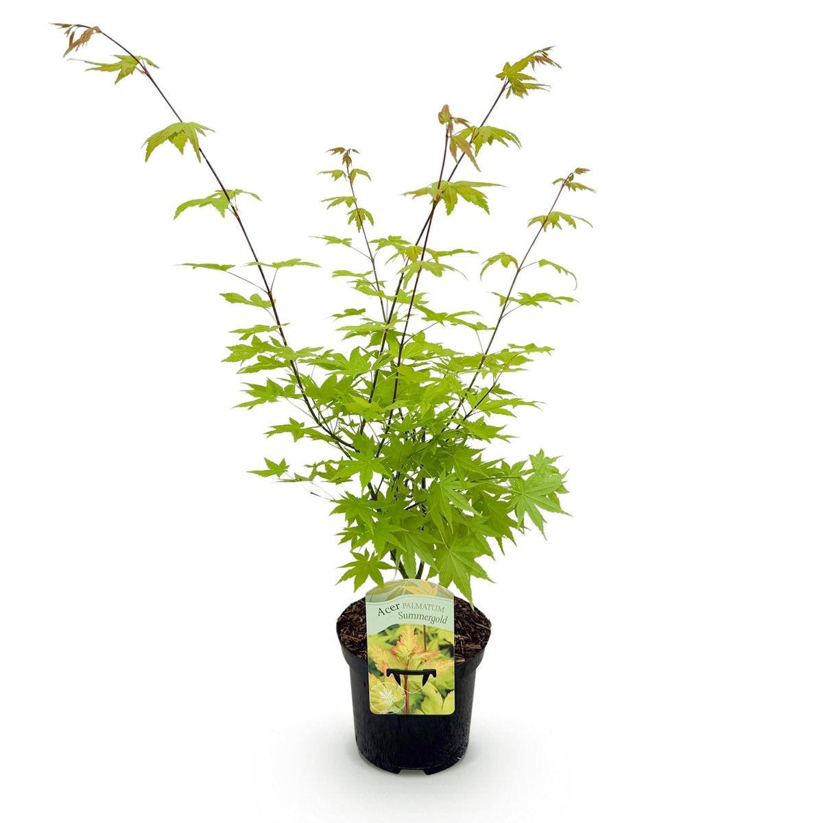 Japanischer Ahorn – Acer palmatum 'Summergold' – ca. 70 cm hoch – Ø19 cm – goldgelbes Laub – Balkon- & Gartenpflanze 