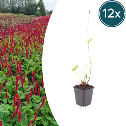 Persicaria amplexicaulis Blackfield Winterharte Staude Ø9cm 12 Stück
