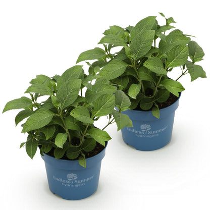 Green boutiQ - Gartenpflanze - Hydrangea Endles Summer The Original Pink - Hortensie - Winterhart - Rosa - 2 Pflanzen - Topf 14cm - Höhe 20-25cm 