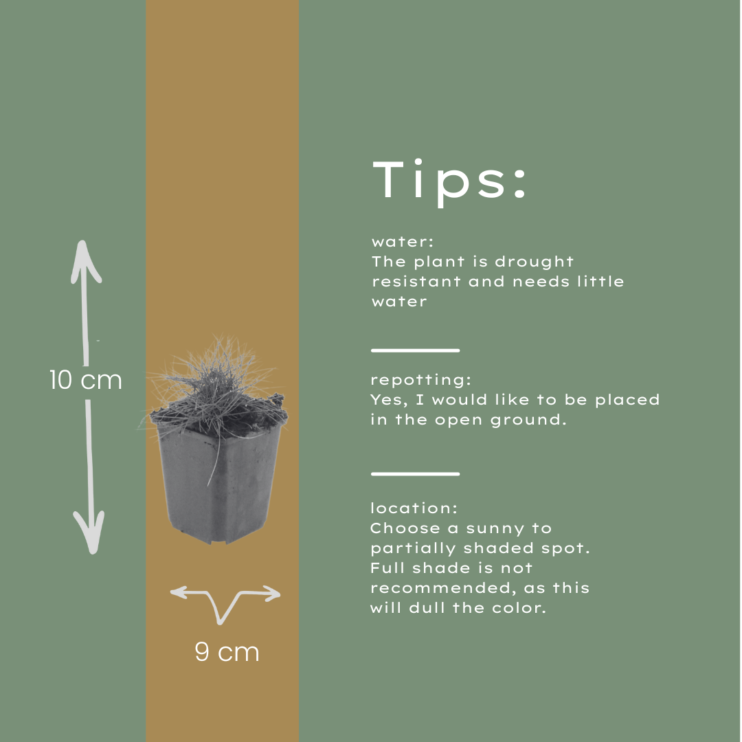 Festuca gautieri Zierschwingel Ø9cm 6 Stück