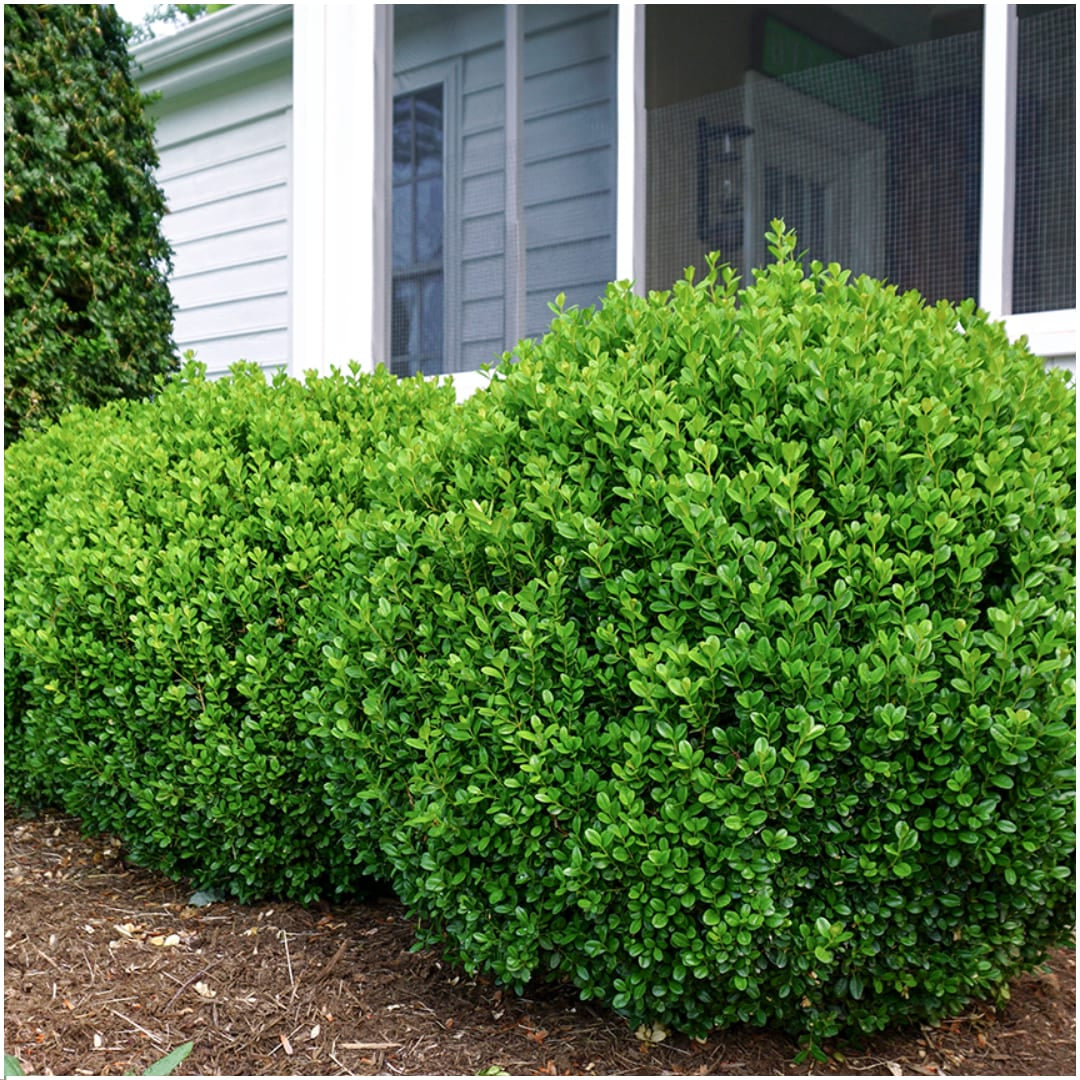 Buchsbaum – Buxus NewGen Freedom – 12 Pflanzen – Ø7 cm Topf – ca. 15 cm hoch – winterhart & pilzresistent – ideal für Hecken & Formschnitt 