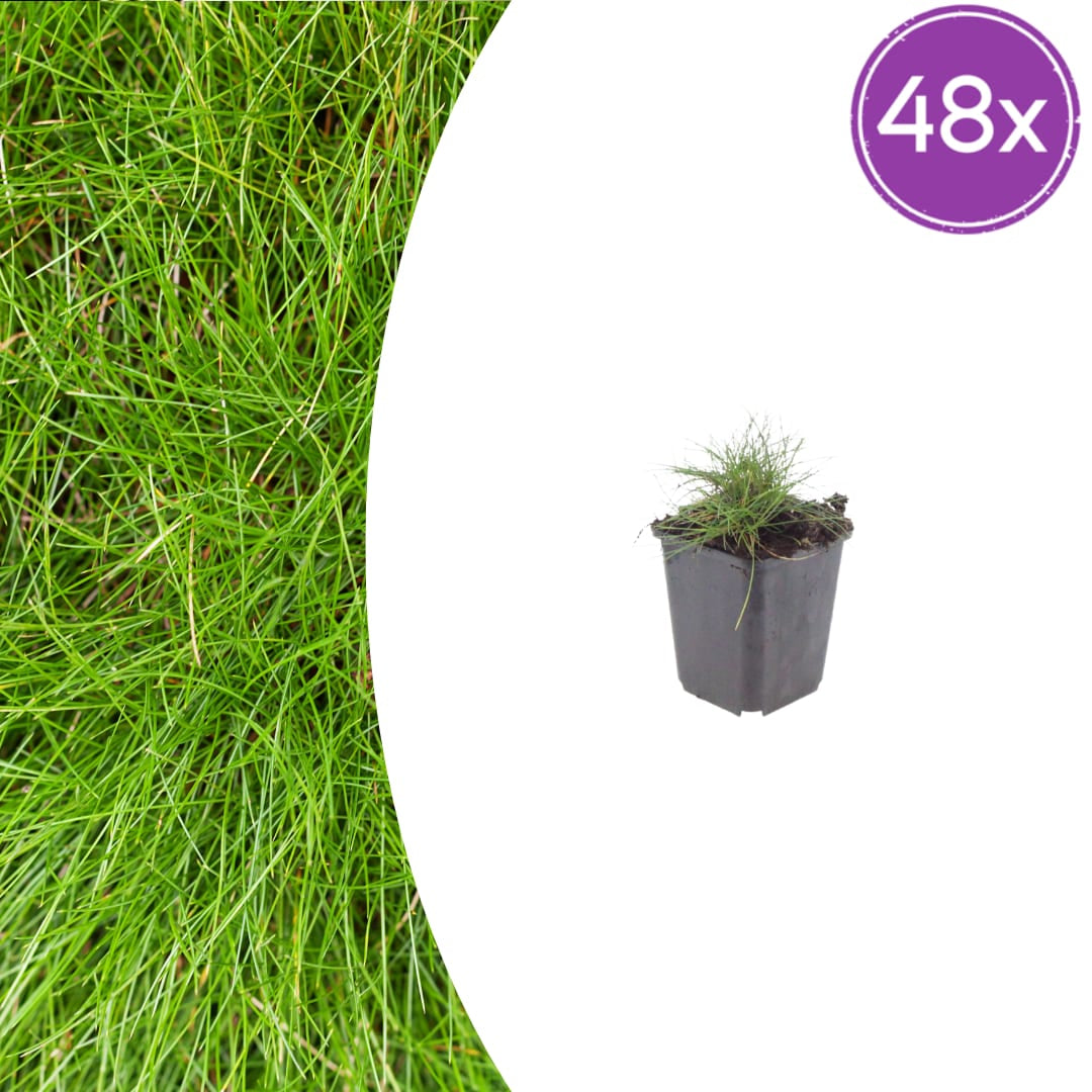 Festuca gautieri Zierschwingel Ø9cm 48 Stück