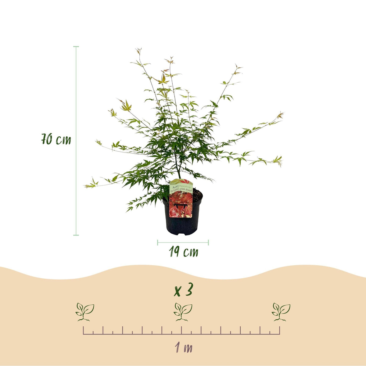 Japanischer Ahorn – Acer palmatum 'Pink Dwarf' – ca. 70 cm hoch – Ø19 cm – rosa Frühlingslaub – kompakte Balkon- & Gartenpflanze 