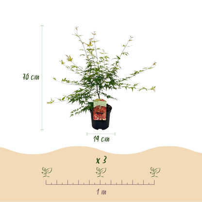 Japanischer Ahorn – Acer palmatum 'Pink Dwarf' – ca. 70 cm hoch – Ø19 cm – rosa Frühlingslaub – kompakte Balkon- & Gartenpflanze 