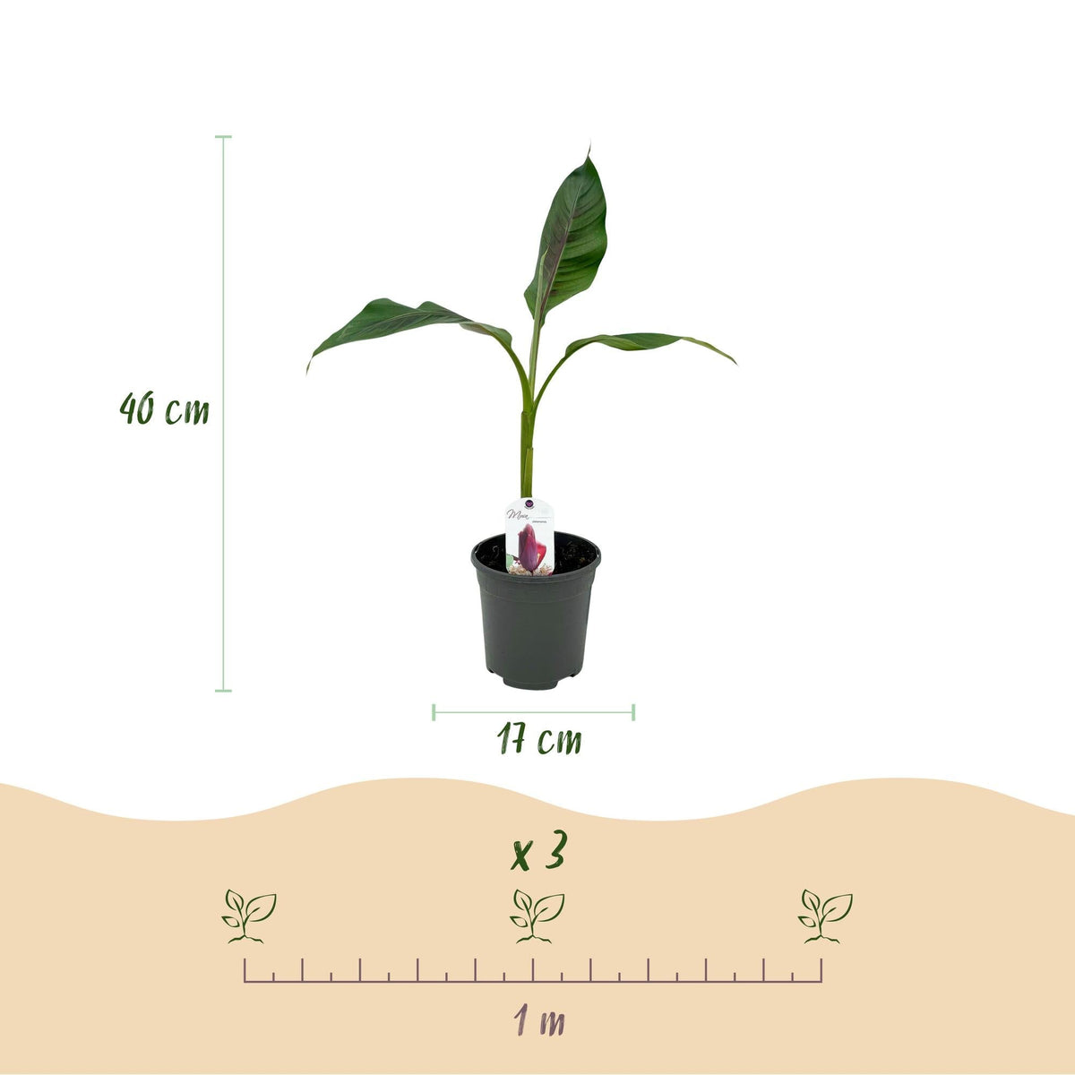 Bananenpflanze Musa sikkimensis Red Tiger – 2 Pflanzen – Winterhart – Obstpflanze – Ø17 cm, Höhe ca. 40 cm – Exotische Gartenbanane mit auffälligen rot-grünen Blättern 