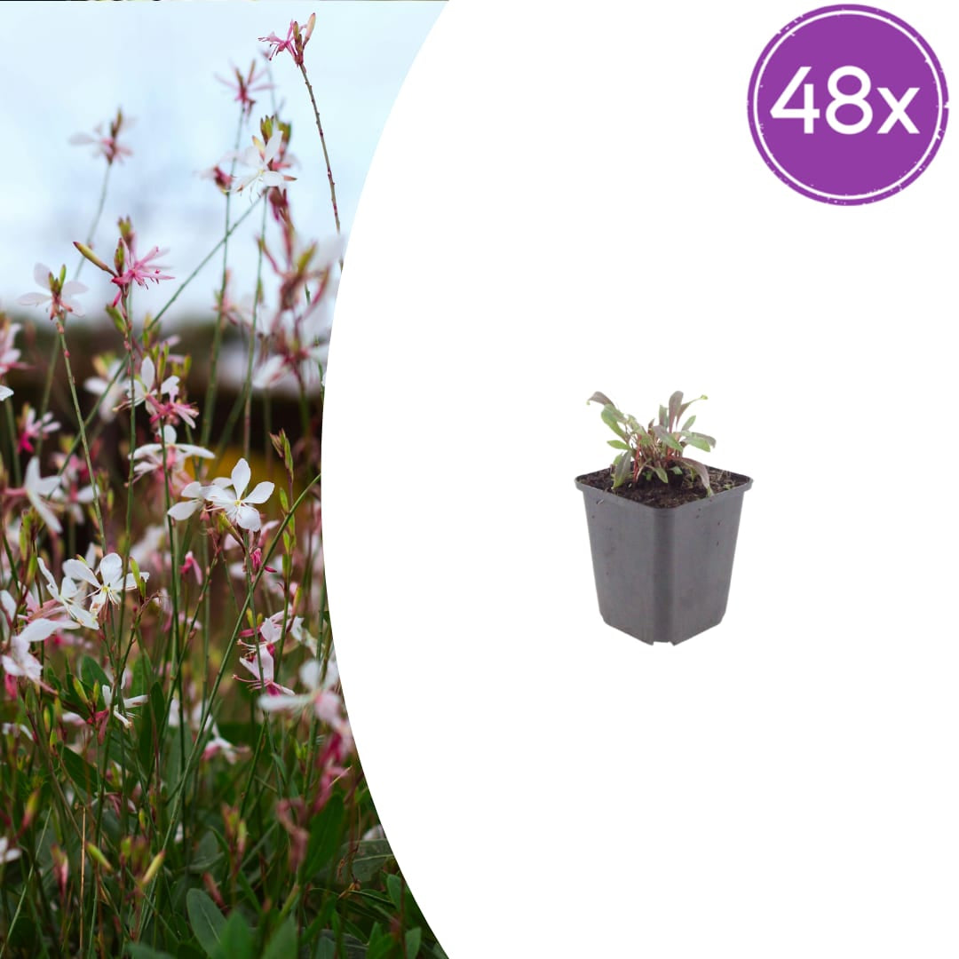 Gaura lindheimeri Siskiyou Pink Ø9cm 48 Stück