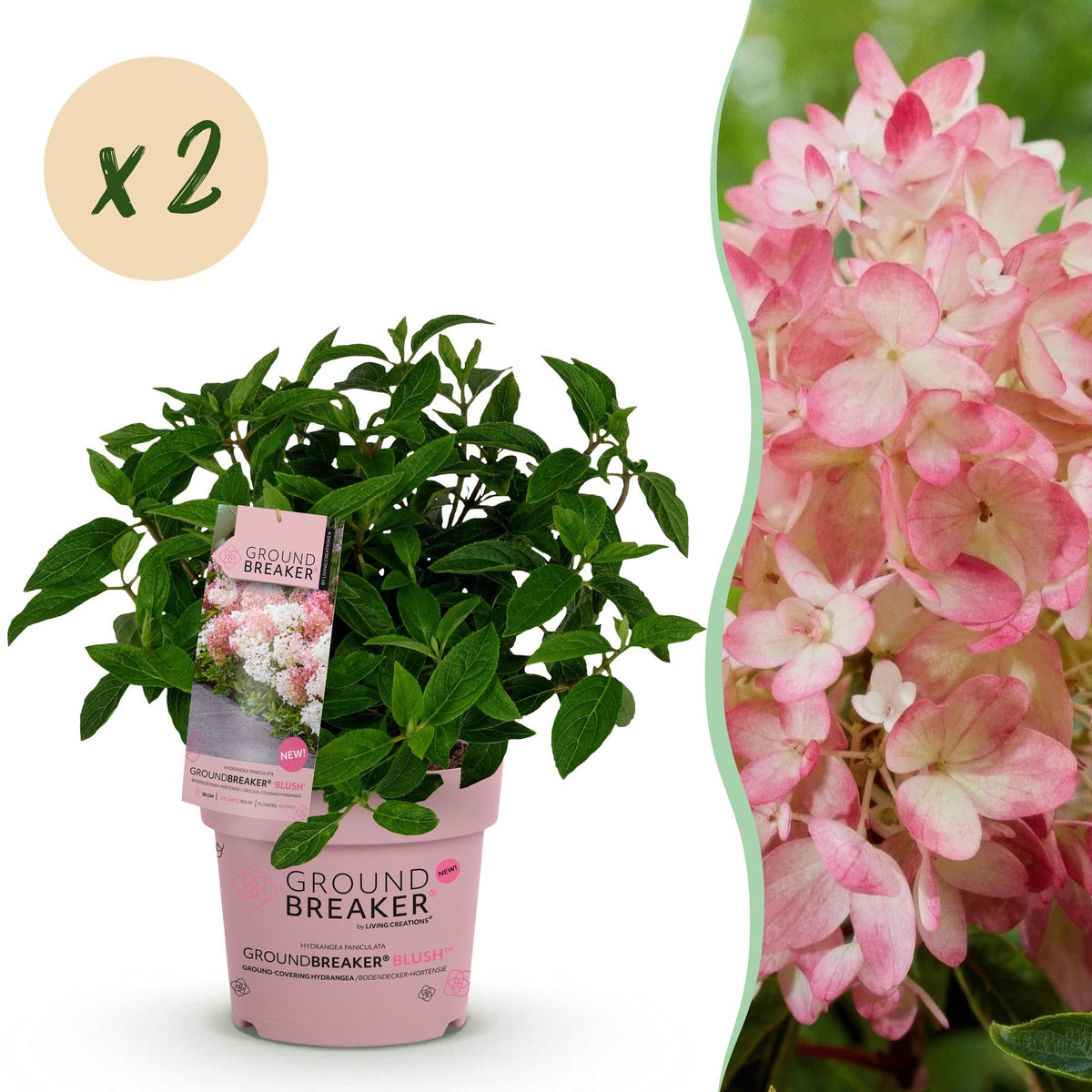 Green boutiQ - Gartenpflanze - Hydrangea panniculata Groundbreaker Blush - Pluimhortensia - Winterhart - Rosa - 2 Pflanzen - Topf 14cm - Höhe 20-25cm 