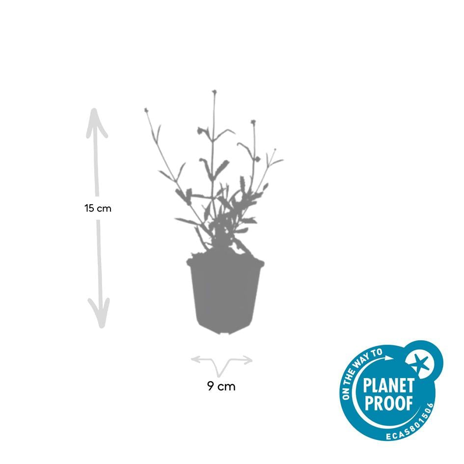 Hohes Eisenkraut Verbena bonariensis 'Lollipop' – ↕10-25cm – Ø9cm – 6 Pflanzen – Lilafarbene Blüten – Langblühend – Pflegeleicht – Balkon, Beet & Garten 