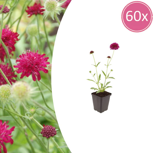 Knautia macedonica Winterharte Staude Ø9cm 60 Stück