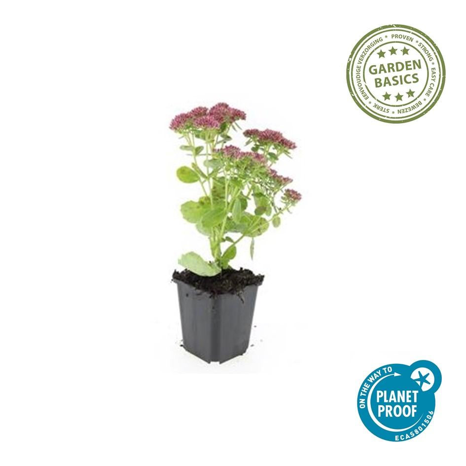 Hohes-Fettblatt Sedum 'Herbstfreude' – ↕10-25cm – Ø9cm – 6 Pflanzen – Winterhart – Trockenheitstolerant – Bienenfreundlich – Spätsommerblüte 