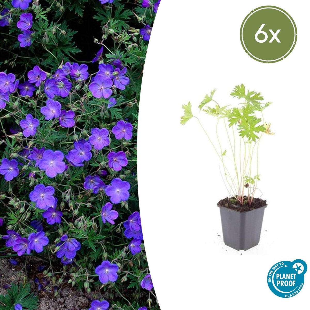 Storchschnabel Geranium 'Johnson's Blue' – ↕10-25cm – Ø9cm – 6 Pflanzen – Winterharte Staude & Bodendecker – Leuchtend blaue Blüten 