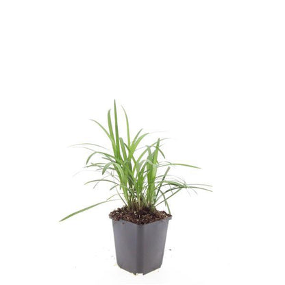 Liriope muscari 'Monroe White' – Immergrüne Rand- & Bodendeckerpflanze – 24 Pflanzen - Ø9cm x ↕10–25cm – Weiße Blüten – Für Sonne & Schatten – Pflegeleicht & winterhart 