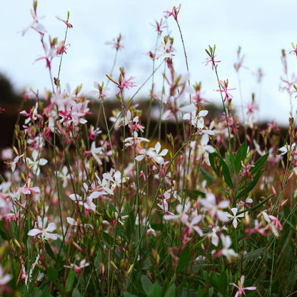 Gaura lindheimeri Whirling Butterflies – Ø9cm – Höhe 10-25cm – Prachtkerze – Reinweiße Blüten – Ansicht 7