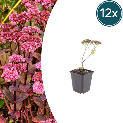 Sedum Matrona – 12 Pflanzen – Ø9cm – Höhe 10-25cm – Winterharte Fetthenne – Dunkelrosa Blüten – Trockenheitsresistent für Beet, Steingarten & Dachbegrünung - Oasis of Life